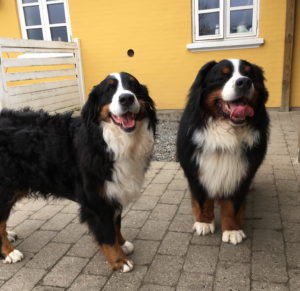 Kalea und Gismo